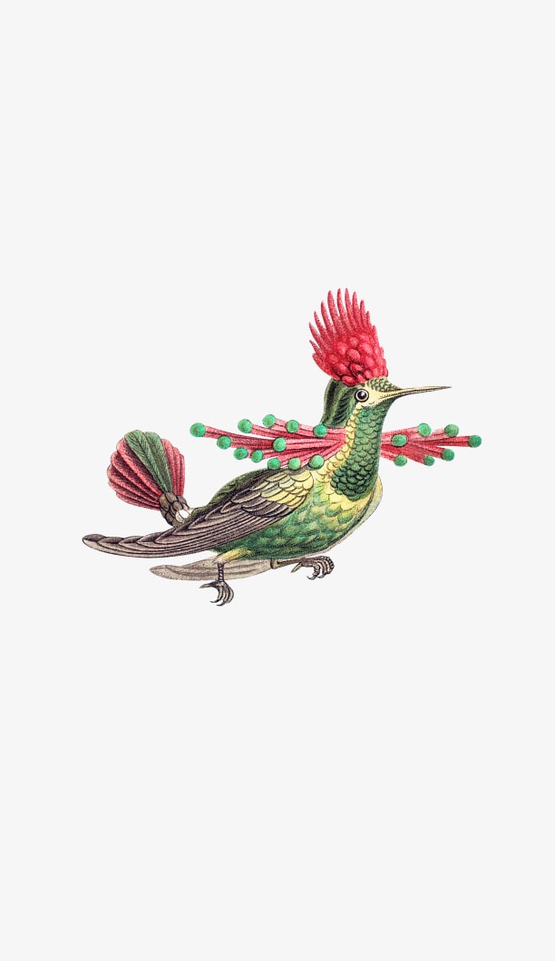 Illustration eines Kolibris